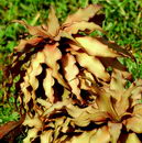 Earth Stars
